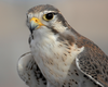 Peregrine Falcon | Free Images at Clker.com - vector clip art online, royalty free & public domain